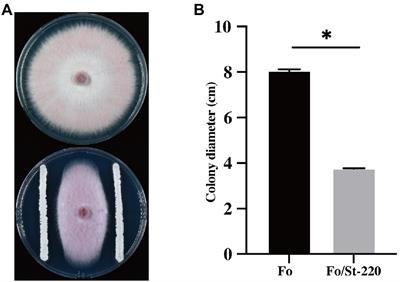 Biological control and plant growth promotion properties of Streptomyces albidoflavus St-220 isolated from Salvia miltiorrhiza rhizosphere